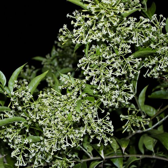 Picture of Night Blooming Jasmine Plant