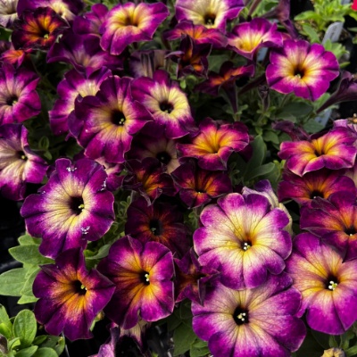 Picture of Crazytunia® Moonstruck Petunia Plant