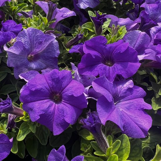 Picture of Surfinia® Heavenly Blue Petunia Plant