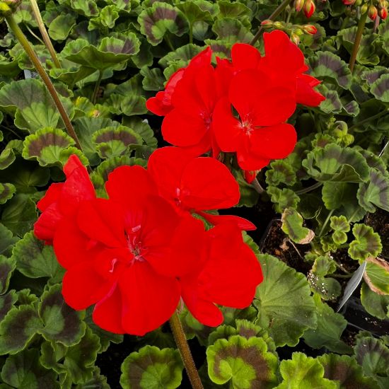 Picture of Rocky Mountain™ Orange Geranium Plant