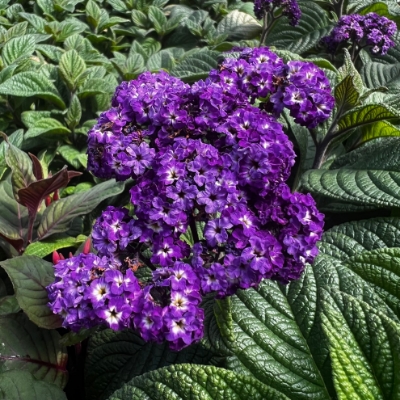 Fragrant Delight Heliotrope Plant