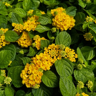 Picture of Bandana® Yellow Lantana Plant