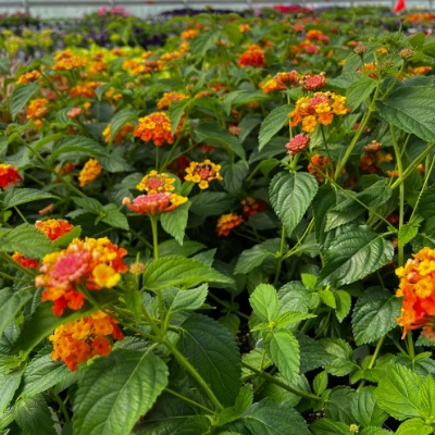 Picture of Confetti Spreading Lantana Plant