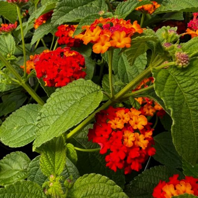 Picture of Dallas Red Lantana Plant