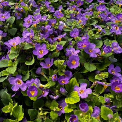 Picture of Scopia® Gulliver Blue Bacopa Plant