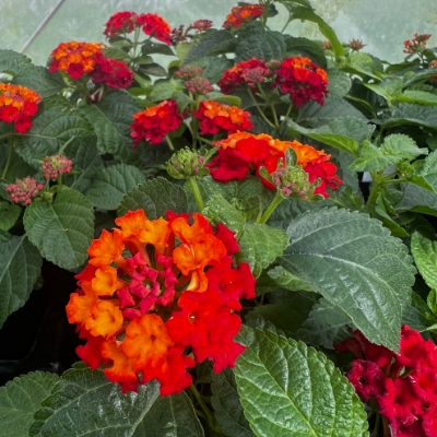 Picture of Bandana® Red Lantana Plant