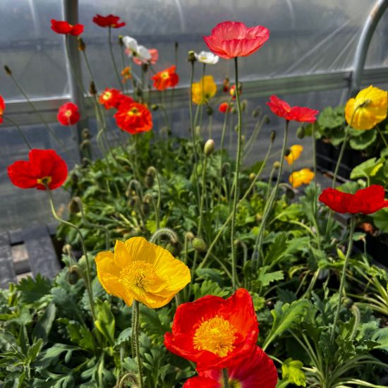 Picture of Champagne Bubbles Papaver Plant