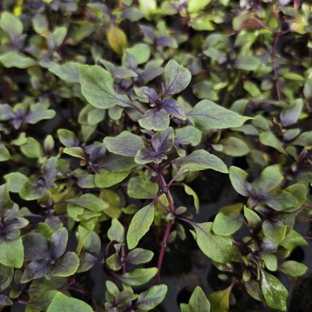 Picture of Mini Purple Basil Herb Plant 