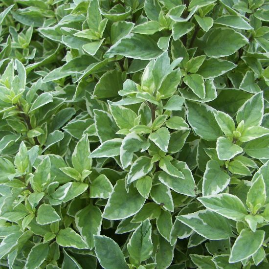 Picture of Pesto Perpetuo Basil Herb Plant