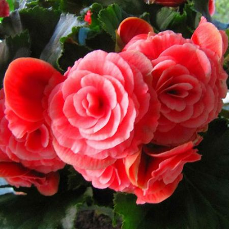 Picture for category Begonia Plants