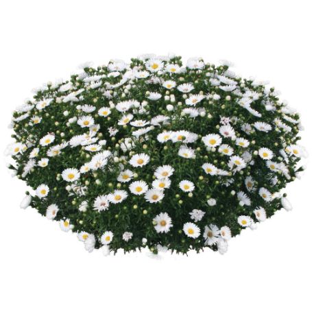 Picture of Magic White Aster Plant