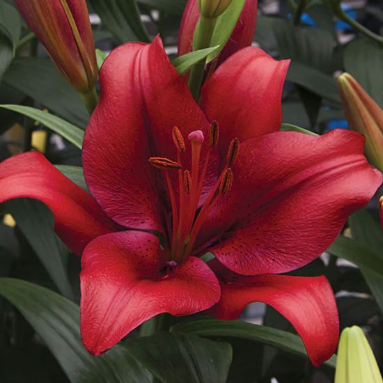 Picture of Forza Red Lily Plant