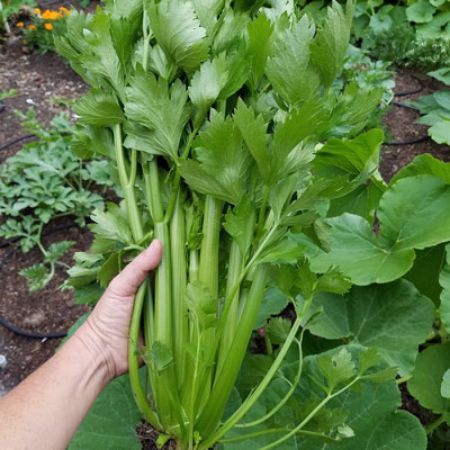 Picture for category Celery Plants