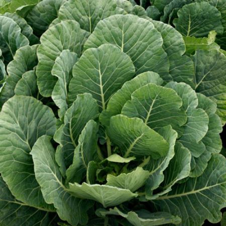 Picture for category Collard Greens Plants