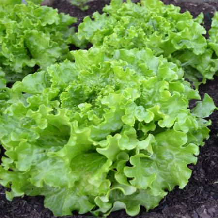 Picture for category Lettuce Plants