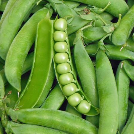 Picture for category Pea Plants
