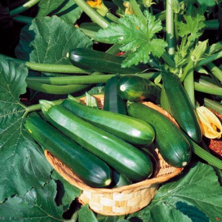 Picture for category Squash Plants