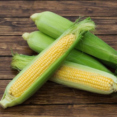 Picture for category Sweet Corn Plants