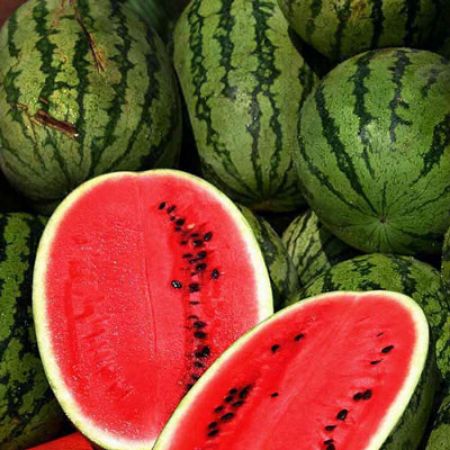 Picture for category Watermelon Plants