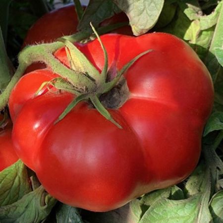 Picture for category Heirloom Tomato Plants