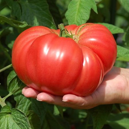 Picture for category Beefsteak Tomato Plants
