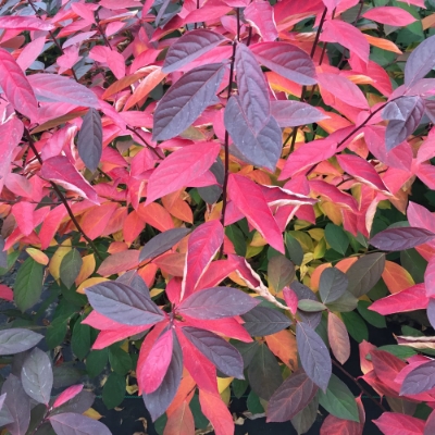 Scentlandia Itea plant is a shade-tolerant shrub thriving in wet soils