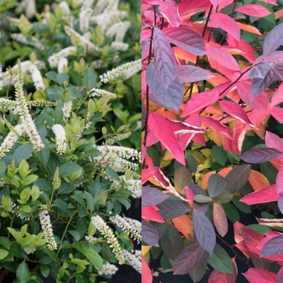 Scentlandia Itea plant is a compact shrub with fragrant white summer blooms