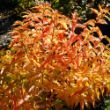 Picture of Kodiak® Orange Diervilla Plant