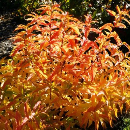 Kodiak Orange Diervilla displays leaves in shades of orange and yellow