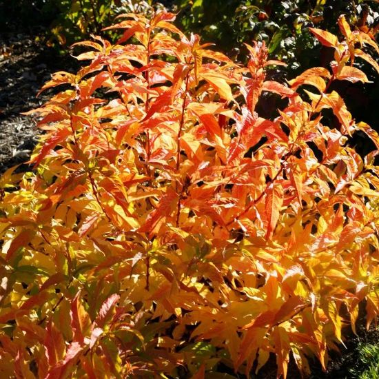 Kodiak Orange Diervilla displays leaves in shades of orange and yellow