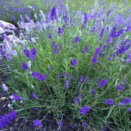 Picture of Munstead Lavender Herb Plant