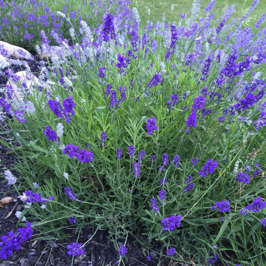 Munstead Lavender Herb Plant is compact with silvery foliage and purple spikes, heat tolerant, rabbit resistant