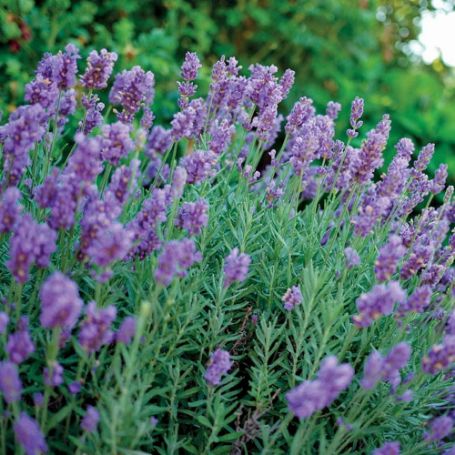 Picture of Phenomenal Lavender Herb Plant