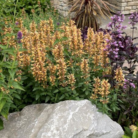 Picture of Kudos™ Gold Agastache Plant