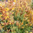 Picture of Kudos™ Gold Agastache Plant