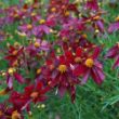 Picture of Permathread™ Red Satin Coreopsis Plant