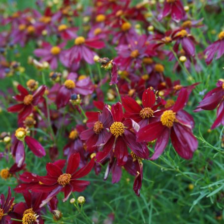 Picture of Permathread™ Red Satin Coreopsis Plant