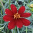 Picture of Permathread™ Red Satin Coreopsis Plant