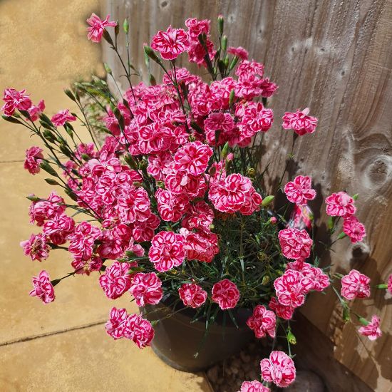 Picture of Premier™ Starburst Dianthus Plant