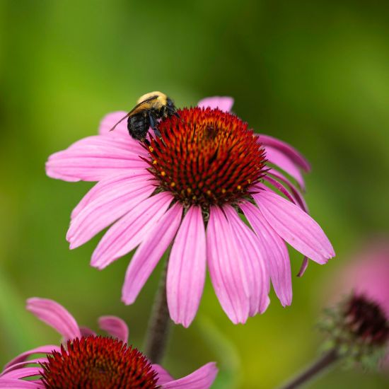 Picture of Magnus Echinacea Plant