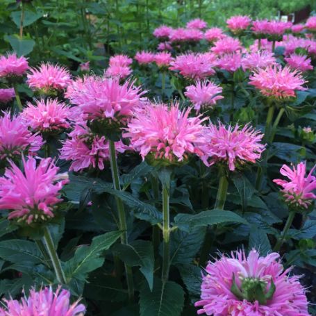 Picture of Sugar Buzz® Pink Frosting Monarda Plant