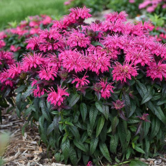 Picture of Sugar Buzz® Berry Taffy Monarda Plant