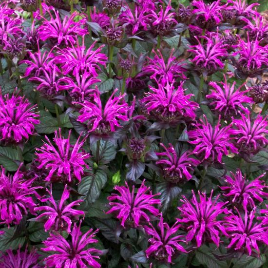 Picture of Sugar Buzz® Rockin’ Raspberry Monarda Plant