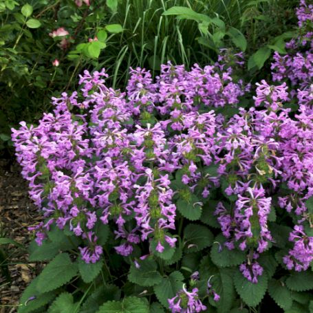 Picture of Hummelo Stachys Plant