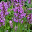 Picture of Hummelo Stachys Plant