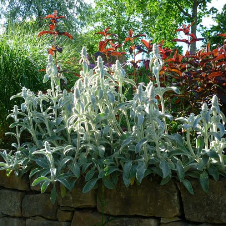Picture of Byzantina Stachys Plant