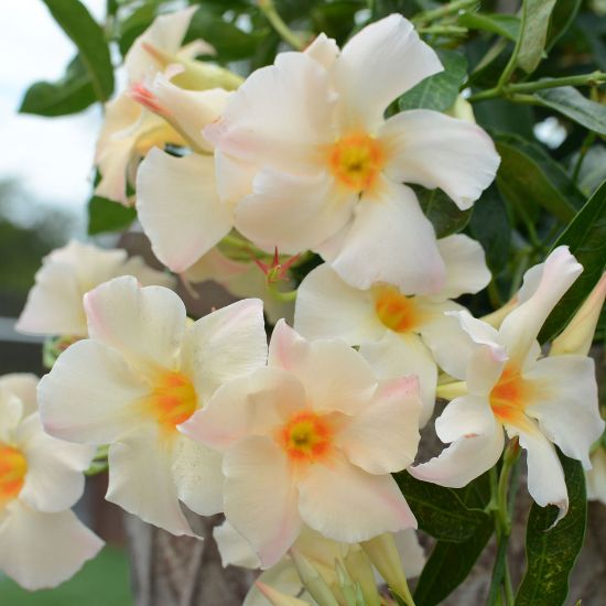 Picture of Sun Parasol® Apricot Mandevilla Plant