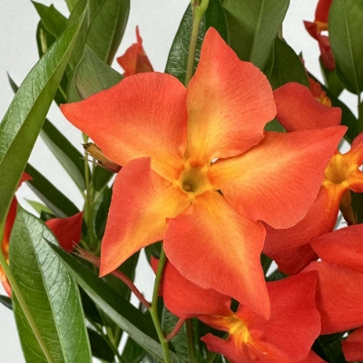 Picture of Sun Parasol® Firedup™ Orange Mandevilla Plant