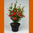 Picture of Sun Parasol® Firedup Orange Mandevilla Plant