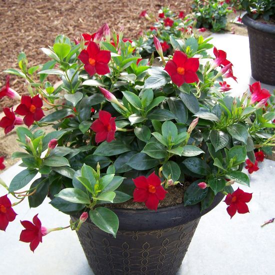 Picture of Sun Parasol® Garden Crimson Mandevilla Plant